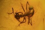 Fossil Ant (Formicidae) & Spider (Aranea) In Baltic Amber #72241-2